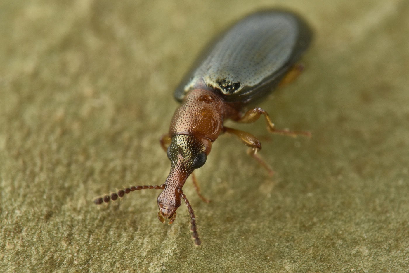 Salpingidae:  Salpingus ruficollis?  S !